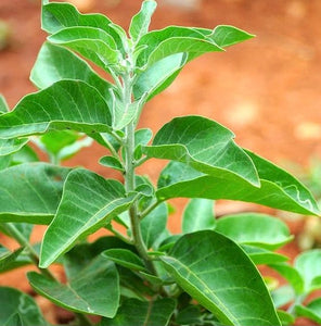 Ashwagandha (Certified Organic)